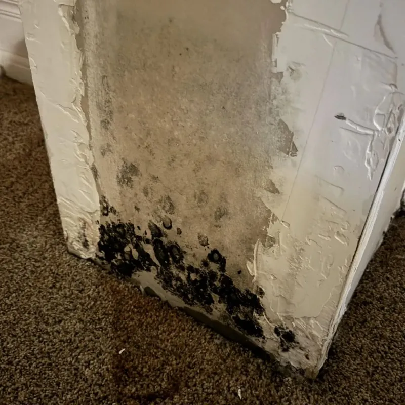 Professional Mold Removal in Red Hill, PA